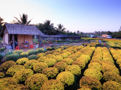 Tet-flower-at-the-flower-market-Can-Tho